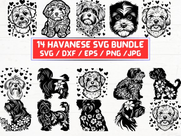 Havanese Dog Svg: A Practical Review for Graphics and Crafts